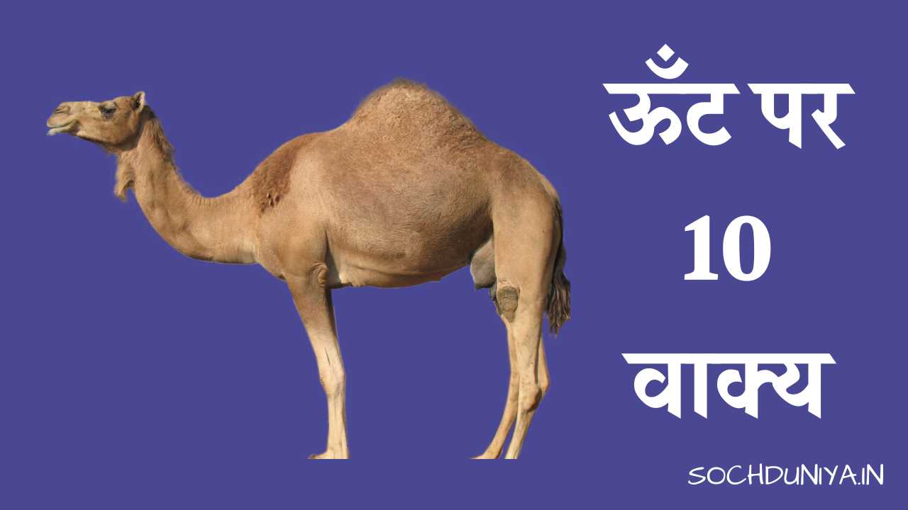 10 Lines on Camel in Hindi