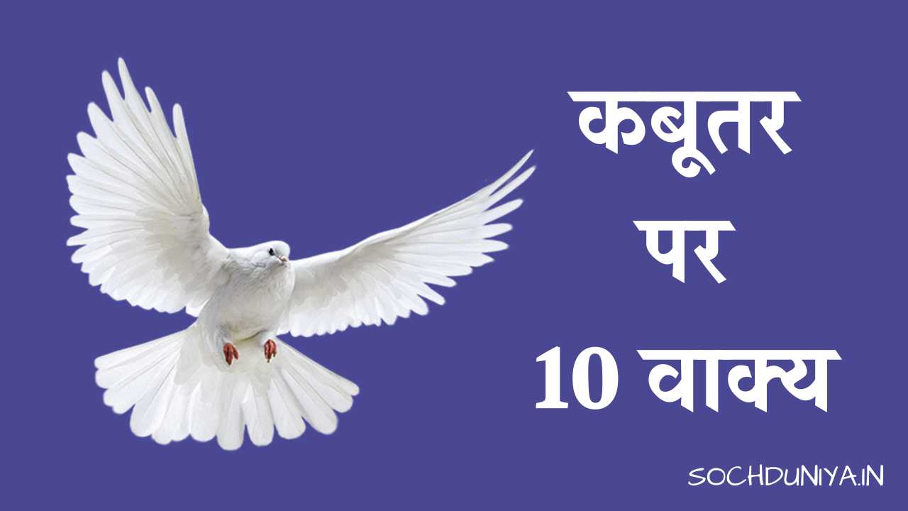 10 Lines on Pigeon in Hindi